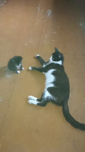 Шанхай усыновил котёнка. Теперь он Василий Шанхаевич😂