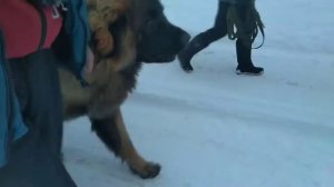 Леонбергер идёт на прогулку