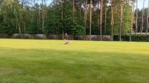 Зачëт по курсу "Дисциплина" с собакой