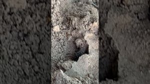 Паук-волк с выводком паучат на спине. Замечен в Подмосковье.