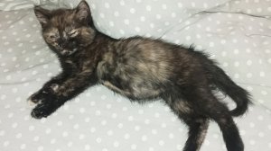 Чудеса ветклиники