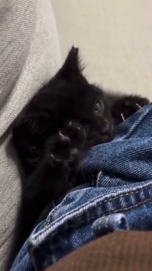Наш TG https://t.me/liveofcats
