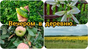 ОДИН ВЕЧЕР В ДЕРЕВНЕ 🏡 НАДО ВСЕ УСПЕТЬ ☺️ 🍇 ПЕРВЫЕ ОГУРЦЫ 🥒🥒🥒