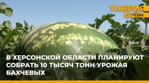 В Херсонской области планируют собрать 10 тысяч тонн урожая бахчевых