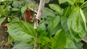 22.07.25 лета нет, урожая нет