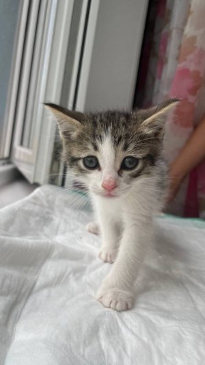 Mini-Cat