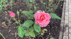 Долина роз в сентябре , Кисловодск