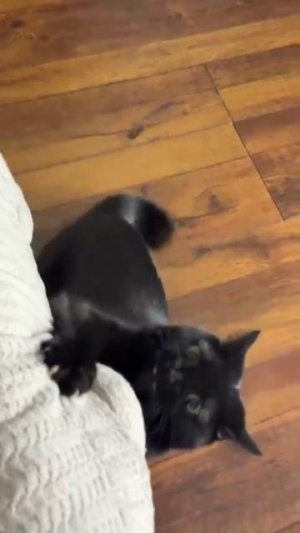 Очень активный 🐱