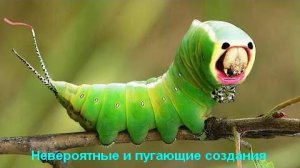 Невероятные и пугающие создания, о которых ты даже не слышал