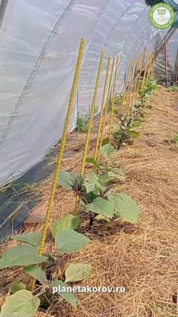 🏡 С Днём дачника!  
Сегодня отличный повод напомнить себе, как важно отдыхать с пользой
