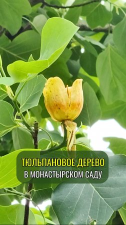 Тюльпановое дерево в монастырском саду Площанской пустыни