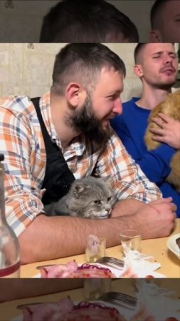 Котовечеринка