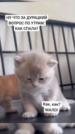 @video_smeshnye.mp4