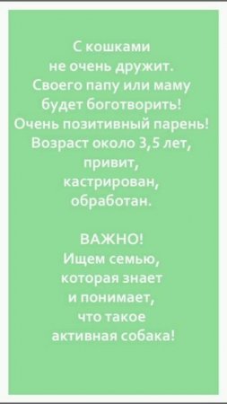 😍 Наш звёздный мальчик, красавчик Тоти ищет дом! 🏠🦮
