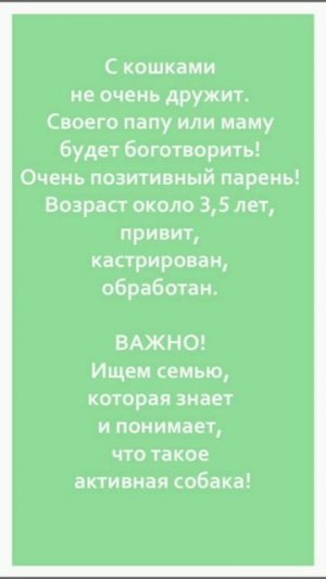 😍 Наш звёздный мальчик, красавчик Тоти ищет дом! 🏠🦮