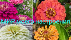 20.07.25 Дача.Яркие Цинии.