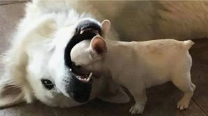 ТОП приколов с животными САМЫЕ ЗАБАВНЫЕ ЖИВОТНЫЕ