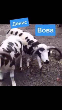 Бывшые