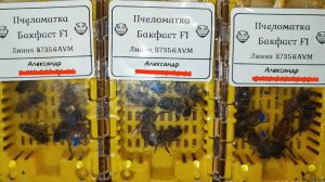 Двухматочные семьи пчёл из отводков, убили одну матку!