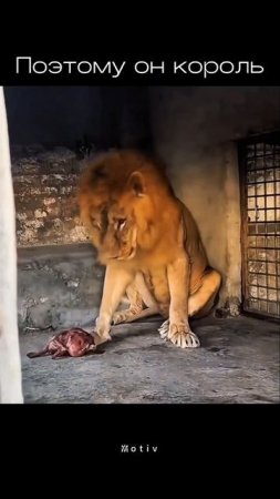 Вот почему лев - король зверей