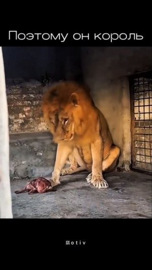 Вот почему лев - король зверей