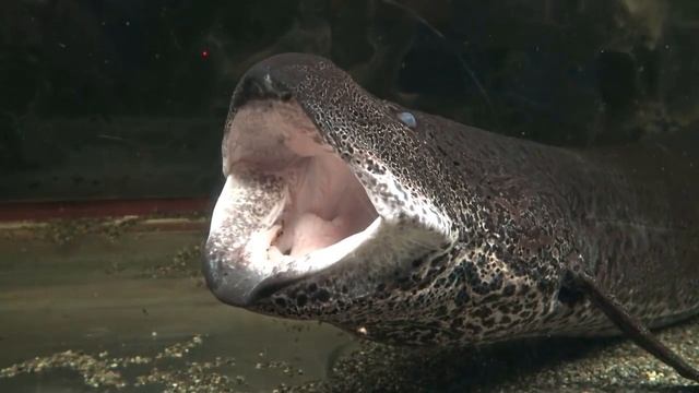 Рыбы, которые Могут Дышать На Суше. Рыбы Амфибии. Топ 10 смотреть онлайн