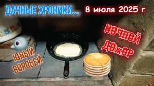 Птенец воробья и ночной дожор 8 июля 2025 г