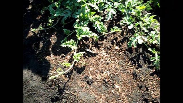 Выращивание арбузов на небольшом огороде