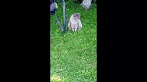 Кот. Кос