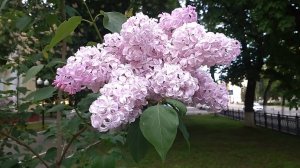 1161, 21.05.2021, Сирень, каштаны, Дворец пионеров имени Ю. А. Гагарина, город, Орёл, улица, Салтыко