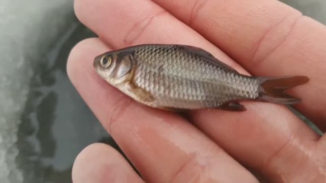 Зимняя рыбалка.Лобня.Красная Поляна. смотреть онлайн