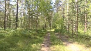 В лесу в Йошкар-Ола июль 2025