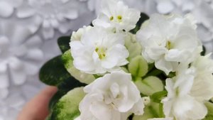 Фиалка Scales White