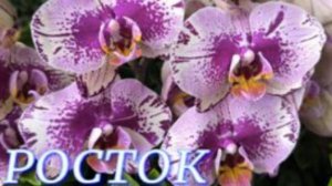 №1103/ СВЕЖИЕ, шикарные ОРХИДЕИ в с/ц РОСТОК