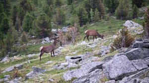 Очерки высокогорных встреч