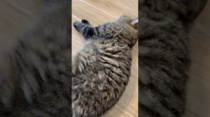 Не понравились наши подарки ❌ #кристикрошка #топвидео #котики