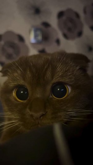 самый милый кот в мире