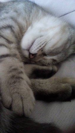 Заяц-кот