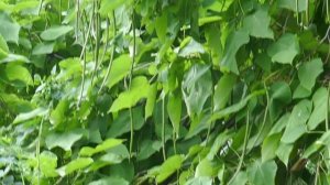 Прогулка вдоль реки_23.07.2025