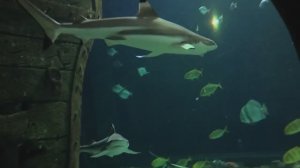 Океанариум ASMR