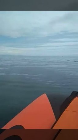 Дельфины в Черном море! Видео.