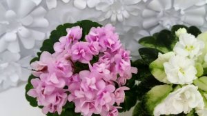 Фиалки Goldilocks и Scales White