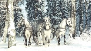 Гони, Степан!