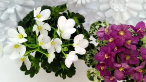 Фиалки Mac's Pizzicato Paradise и Lullaby