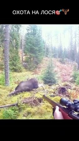 Охота на Лося 🦌🎯
