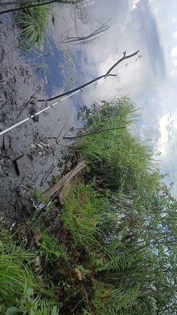 сегодня рыбалка