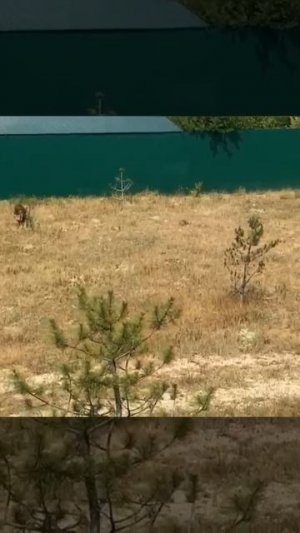 Самсон Чип и другие любимки в парке львов Тайган