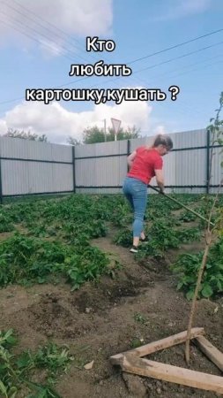 Кто любит картошку #уралочка #огород #картошка