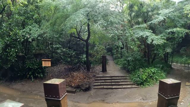 4K・ Прогулка под дождем по долине Тодороки ｜ Токио, Япония смотреть онлайн