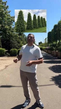 Какую липу выбрали бы вы? #ландшафт #сад #садоводничество #липа #garden #обзордачи